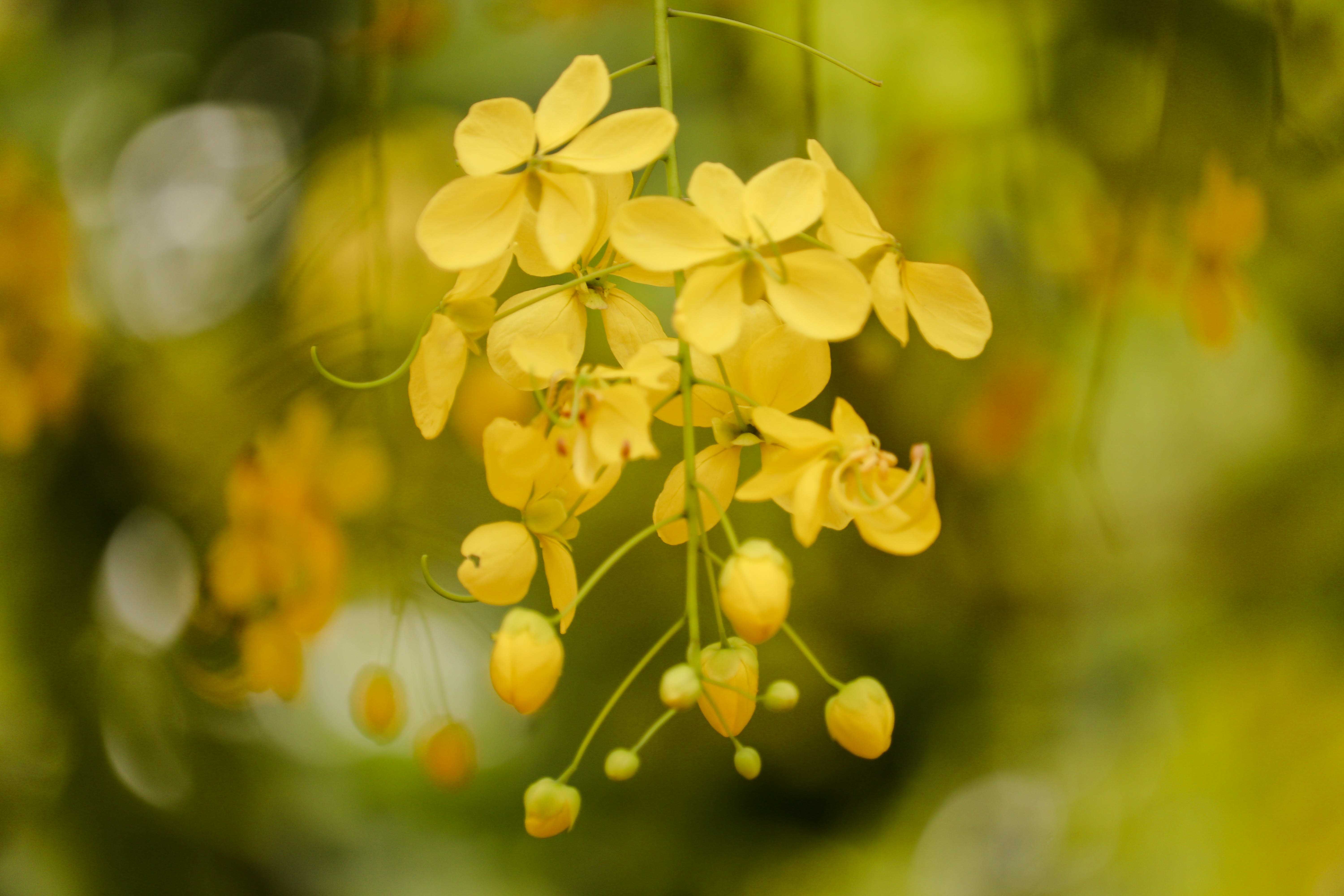Flower, flower blossom, nature, beautiful
